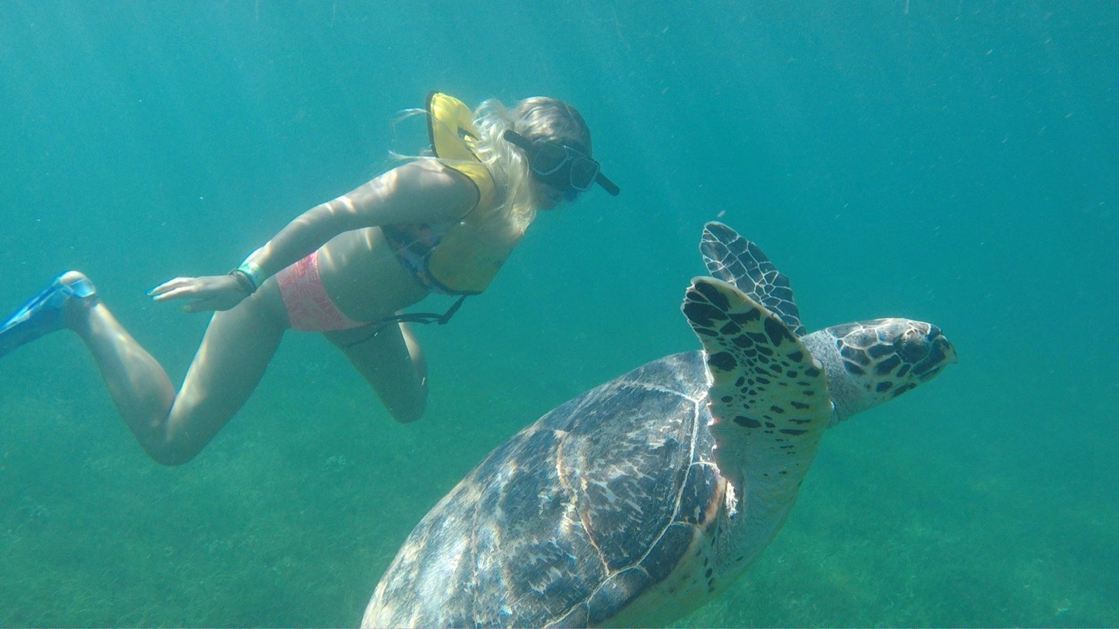 Total Snorkel