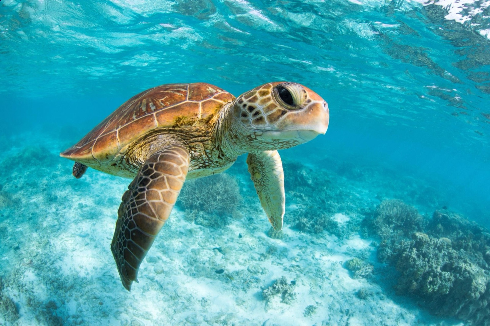 Tulum, Cenote & Turtles